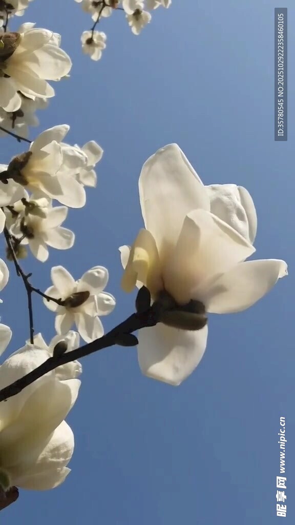 蓝天映衬下的洁白玉兰花