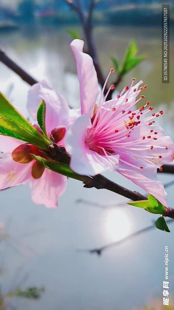 枝头绽放的娇艳粉色桃花