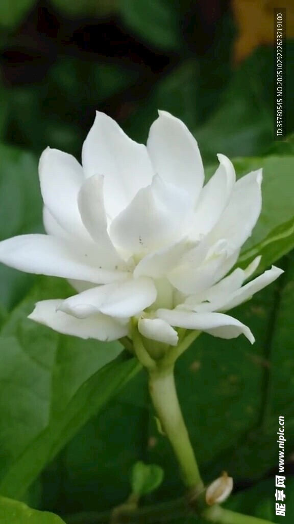 洁白茉莉花绽放