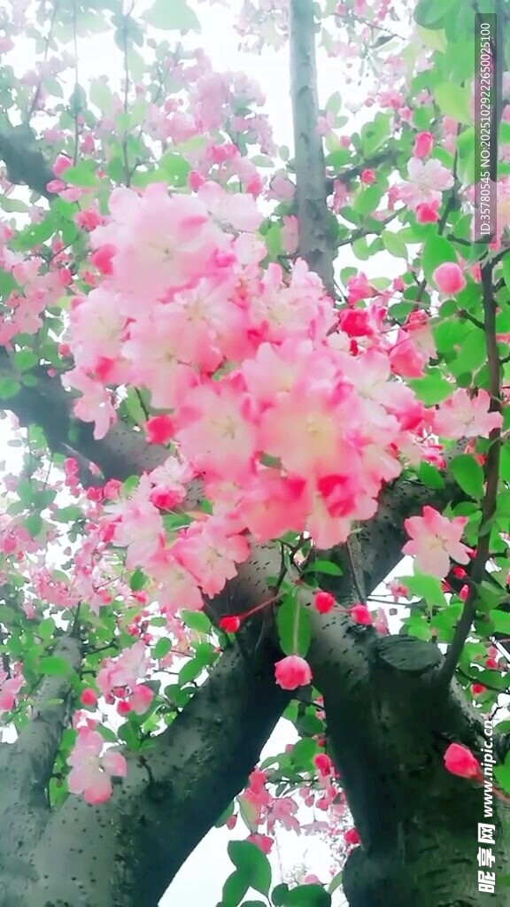 盛开的粉色繁花