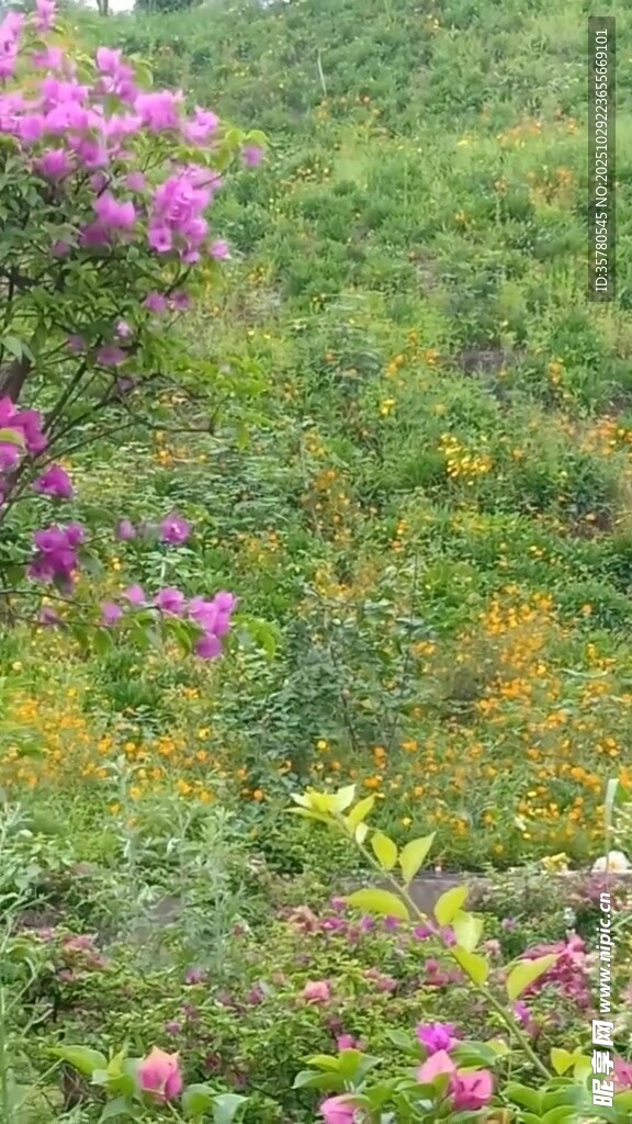 繁花似锦的多彩植物景观