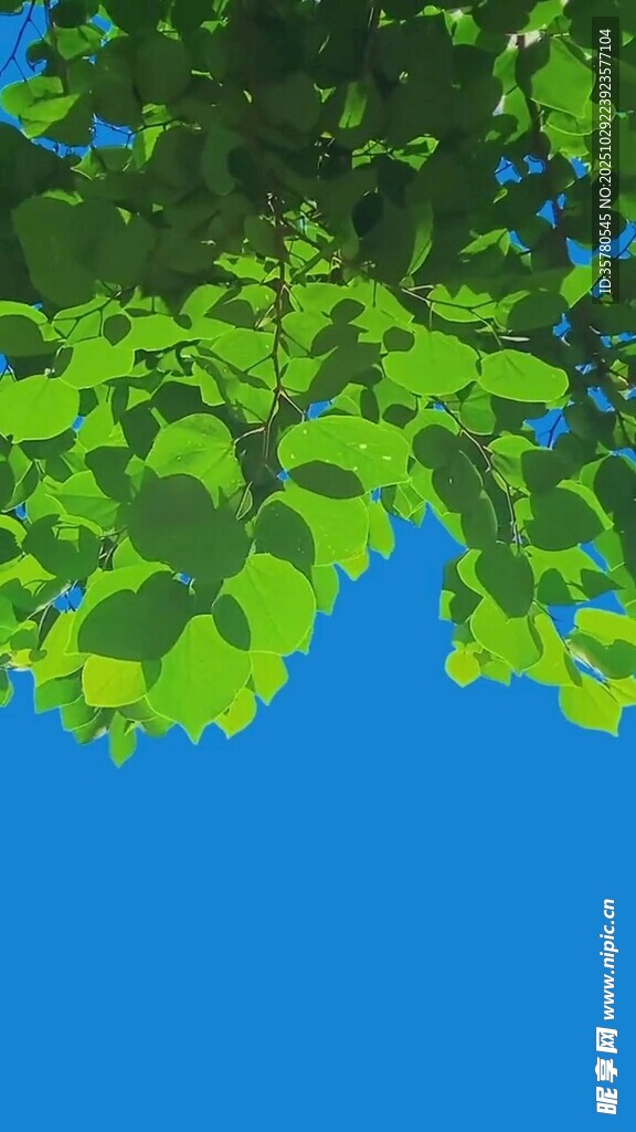 绿叶蓝天背景图