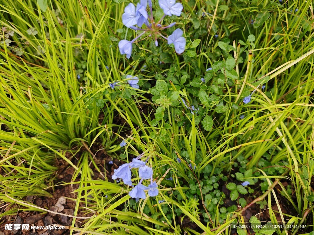 草丛中的蓝色小花