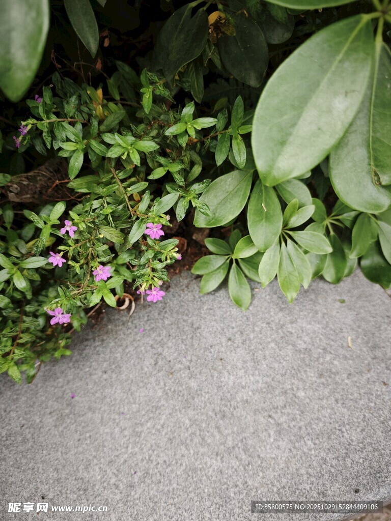 路边绿植与绽放小花