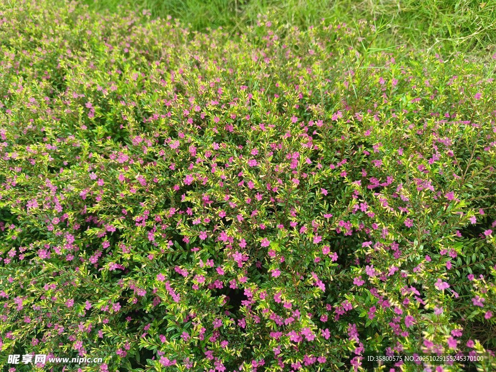 繁茂花丛中的多彩小花