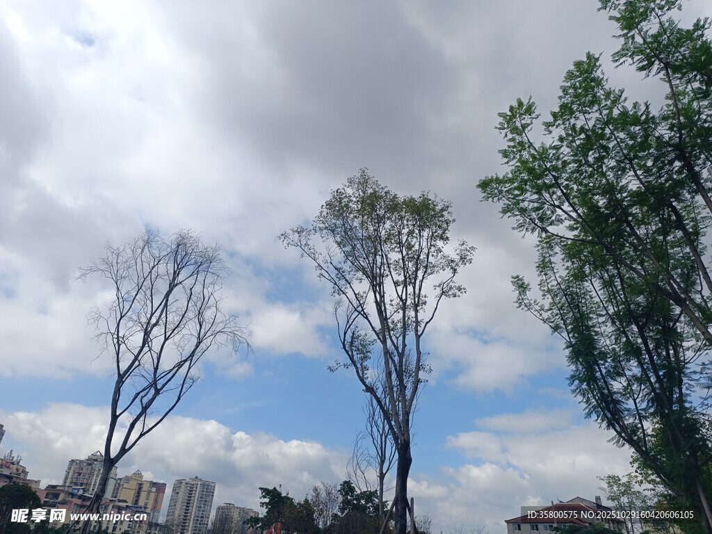 蓝天白云下的树木景观