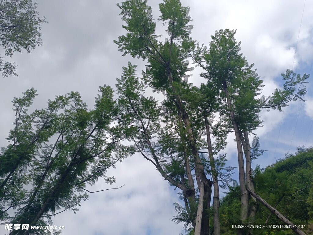 蓝天白云下的挺拔树木