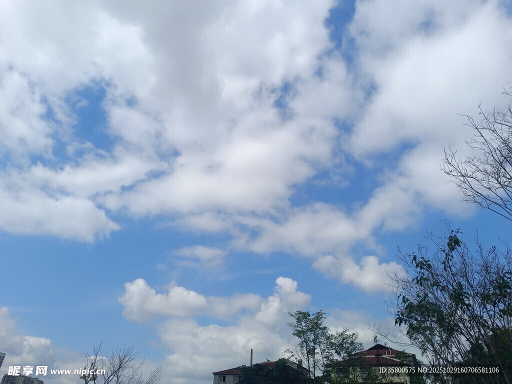 蓝天白云下的树梢风景