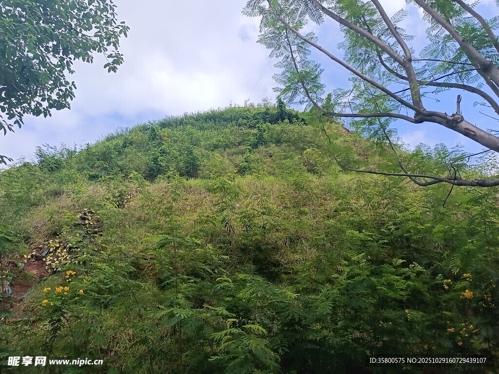 绿意盎然的山坡景色