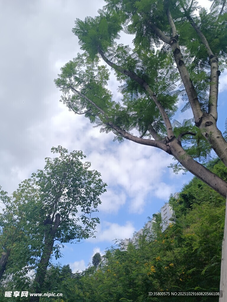 仰视葱郁树木与蓝天白云