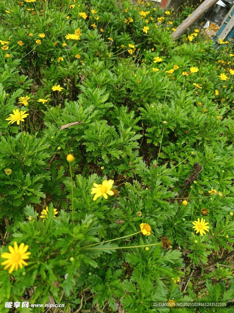 春日黄花烂漫的绿植景观