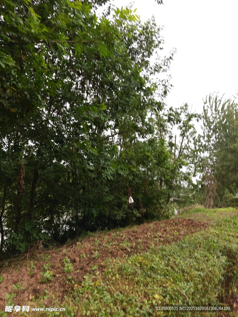 绿意盎然的树林与灌木