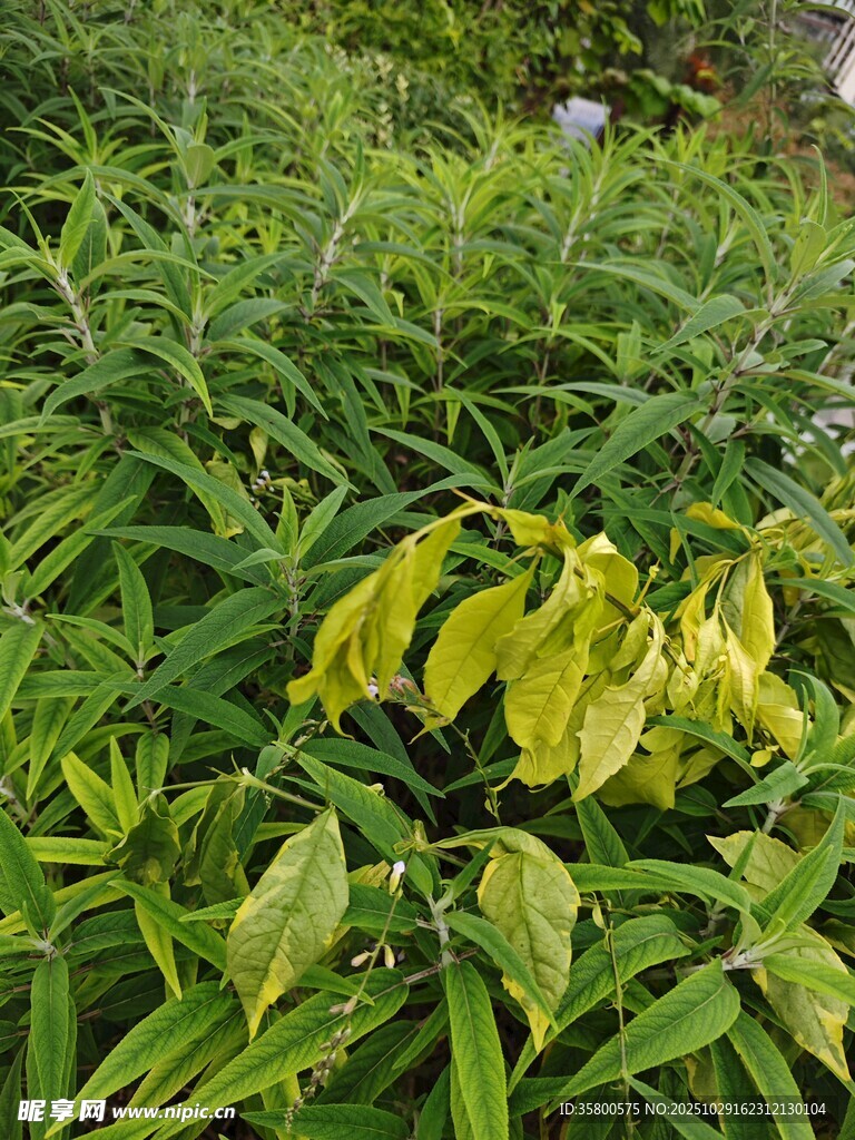 绿叶丛中的黄色植物