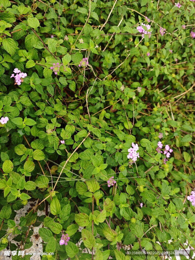 绿叶丛中的粉嫩小花