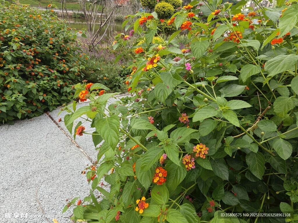 小径旁绽放的多彩花卉