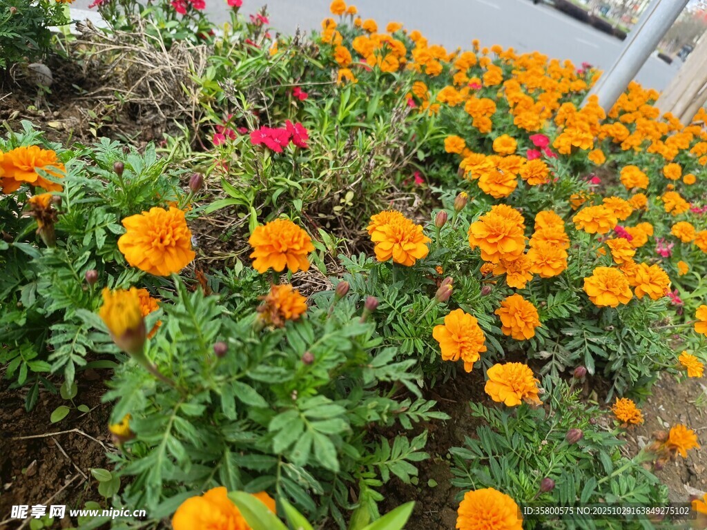 鲜艳万寿菊绽放于花丛