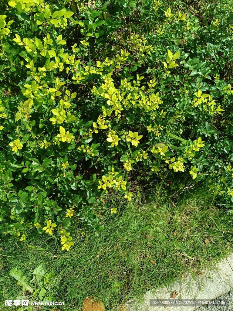 绿叶繁茂的路边植物