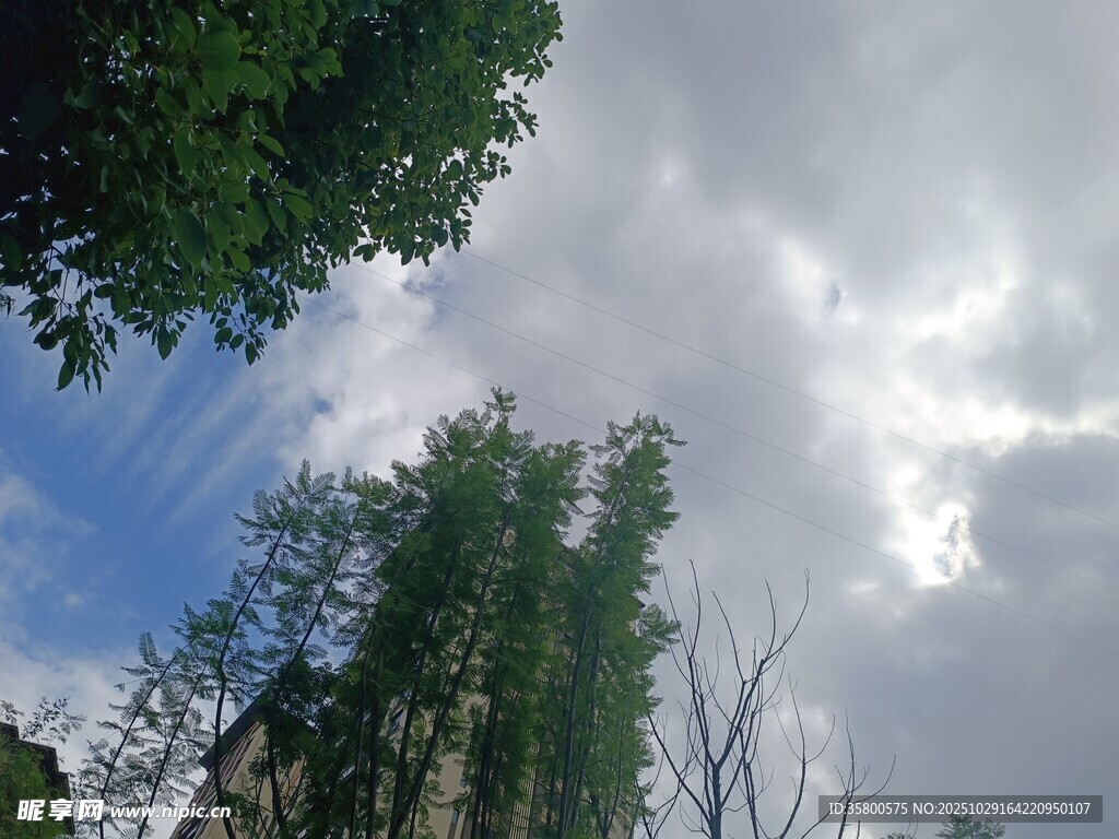 仰视葱郁树木与天空