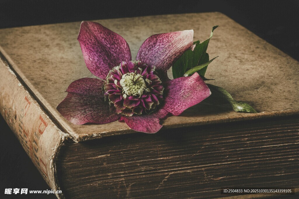 旧书上的娇艳花朵