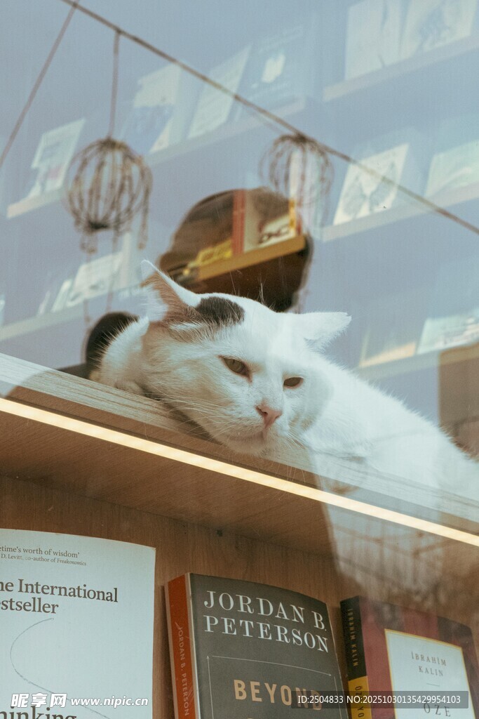 窗边休憩的可爱小白猫