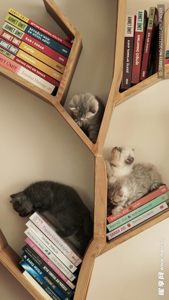 猫咪藏身于树状书架中