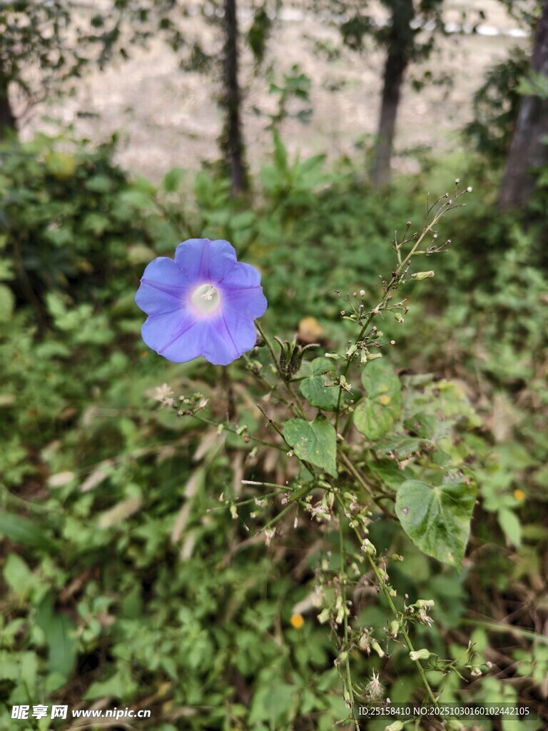圆叶牵牛  蓝色  花  照片