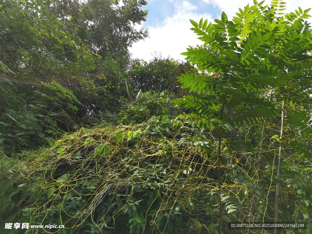 茂密丛林绿意盎然景观
