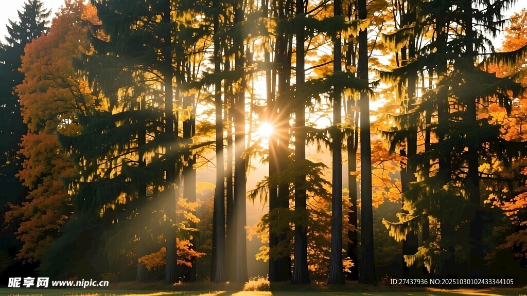 阳光穿透树林的秋日美景