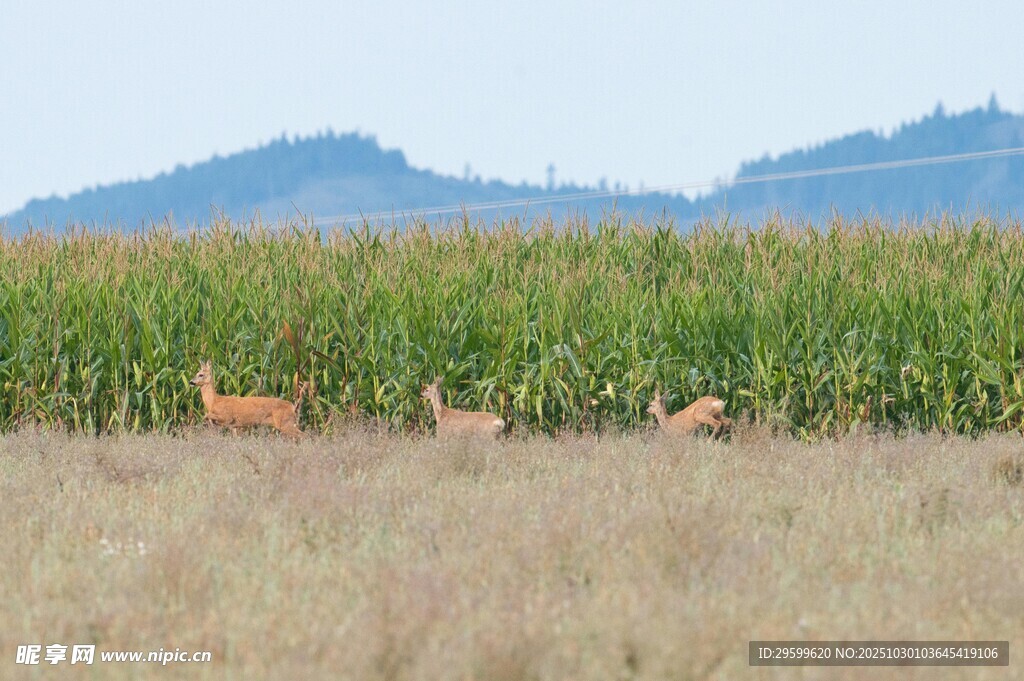 田野中的几只小鹿