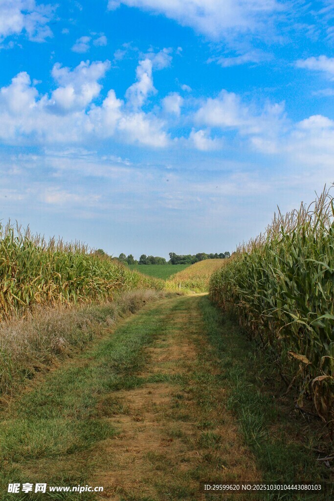 田野间的乡间小道