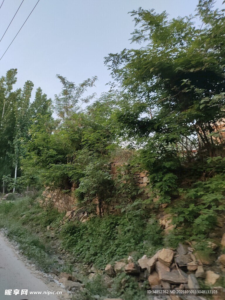 乡村路边绿意盎然的景致