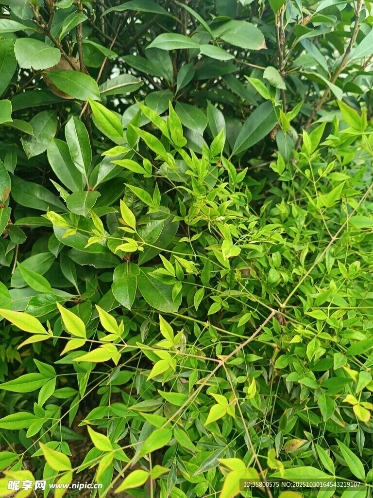 翠绿繁茂的植物枝叶景观