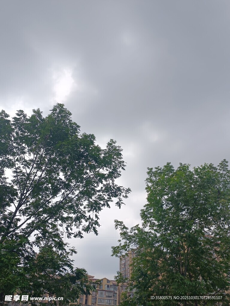 阴天时的树木与天空