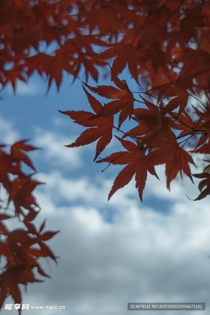 红枫叶与蓝天白云相映