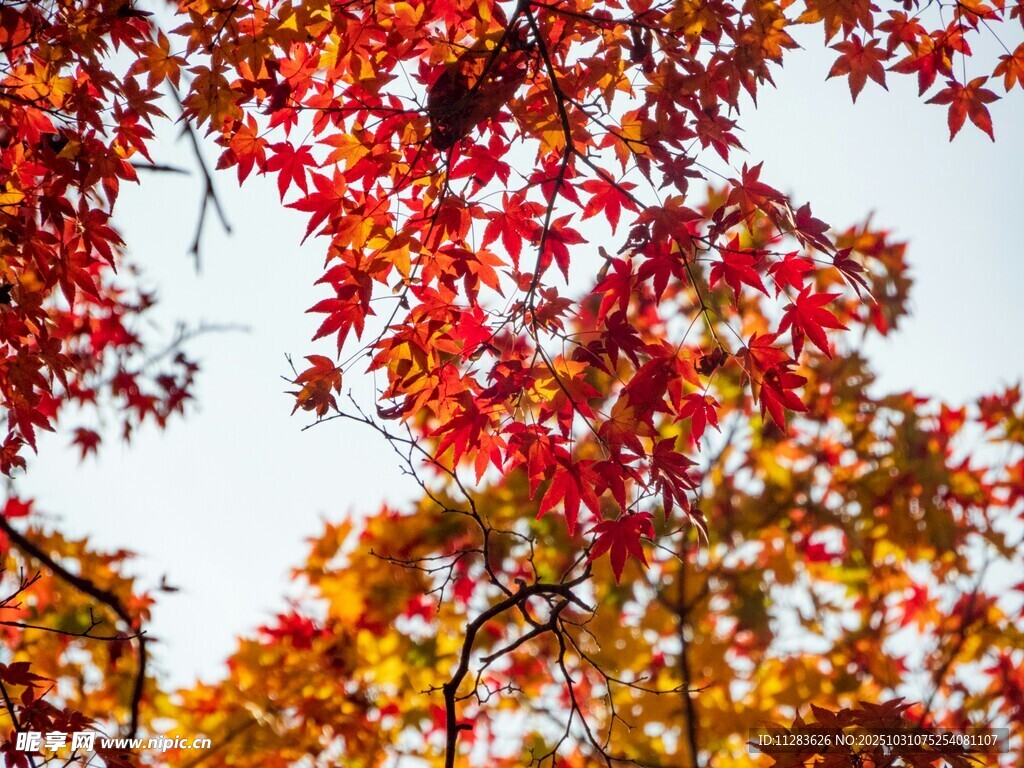 秋日红枫映蓝天
