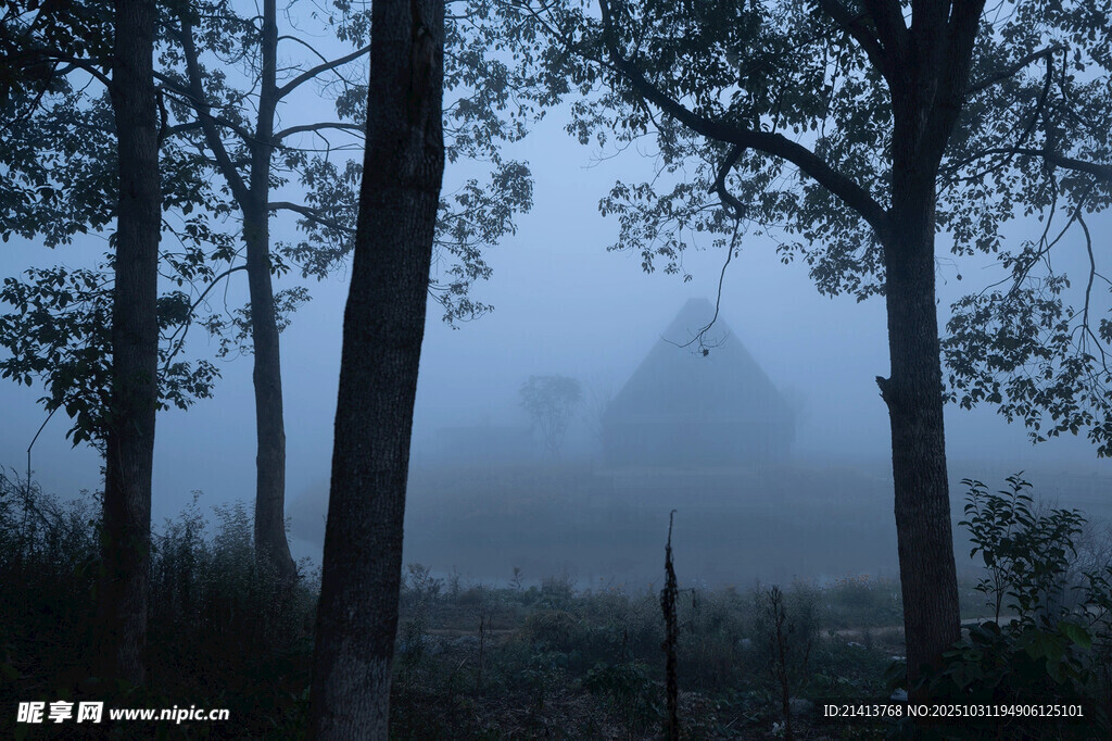 雾中树林的静谧景象