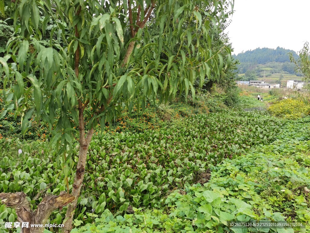柳树林下的繁茂绿植