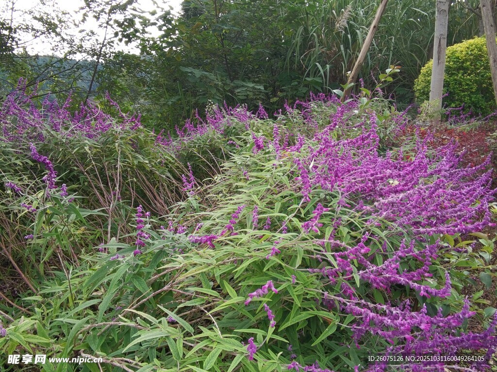 紫色花海中的繁茂植物