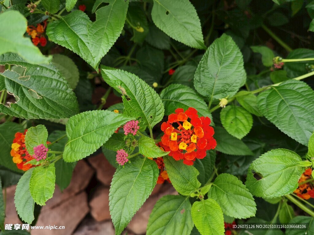 绿叶间的鲜艳红色花朵