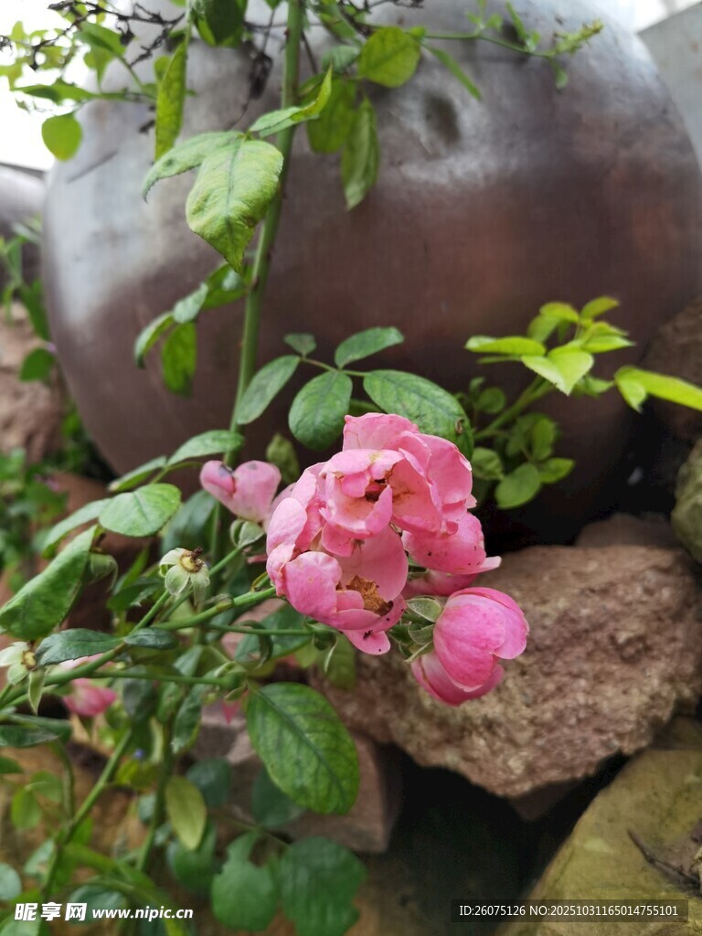 娇艳粉玫瑰与绿植相伴