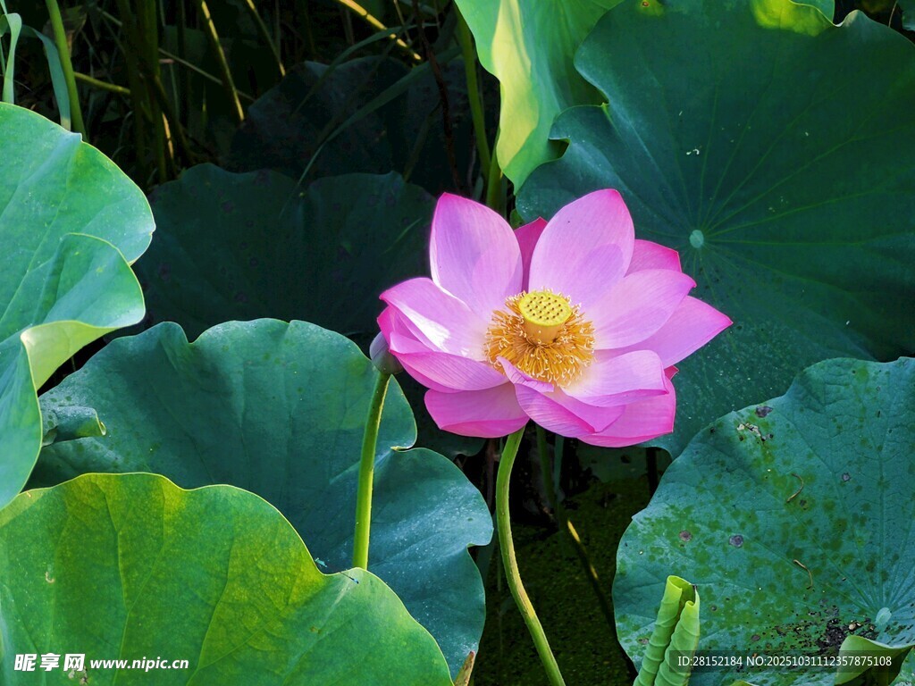 娇艳荷花绽放于绿叶间