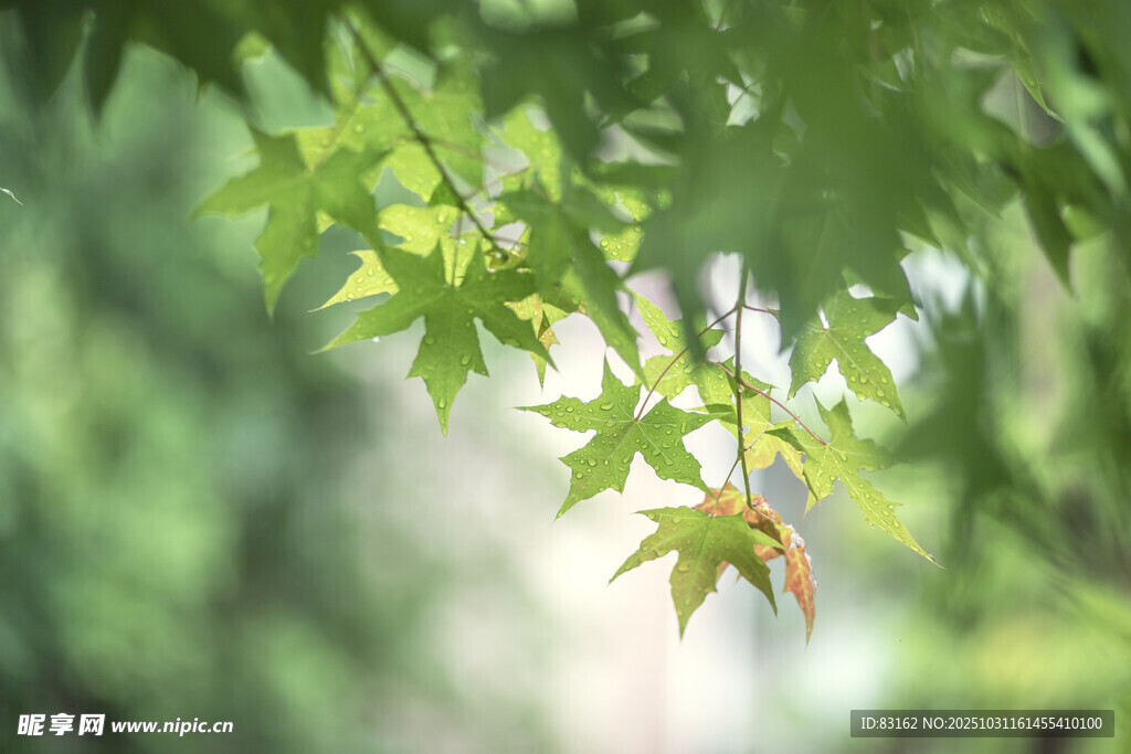 嫩绿枝叶的清新瞬间