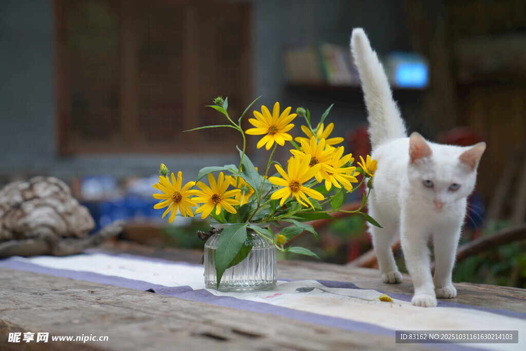 白猫嗅闻黄色小花