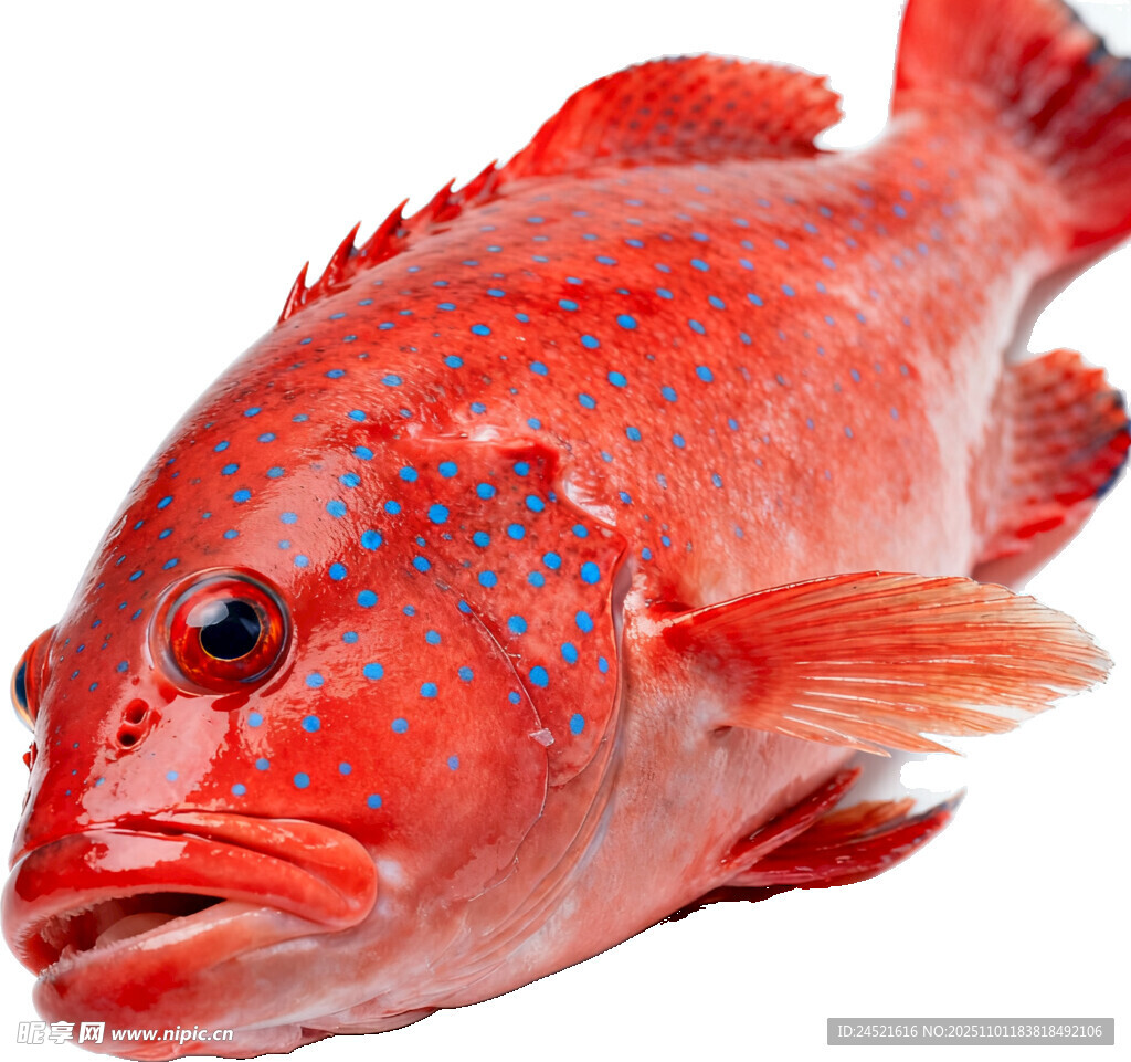 东星斑海鲜免扣图片