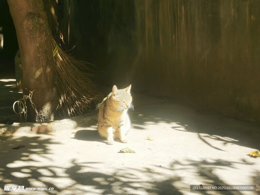 阳光下的猫咪