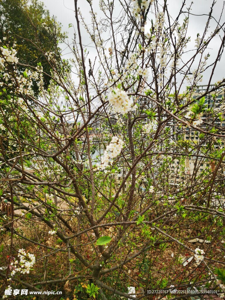 枝头绽放的白色小花 李树 