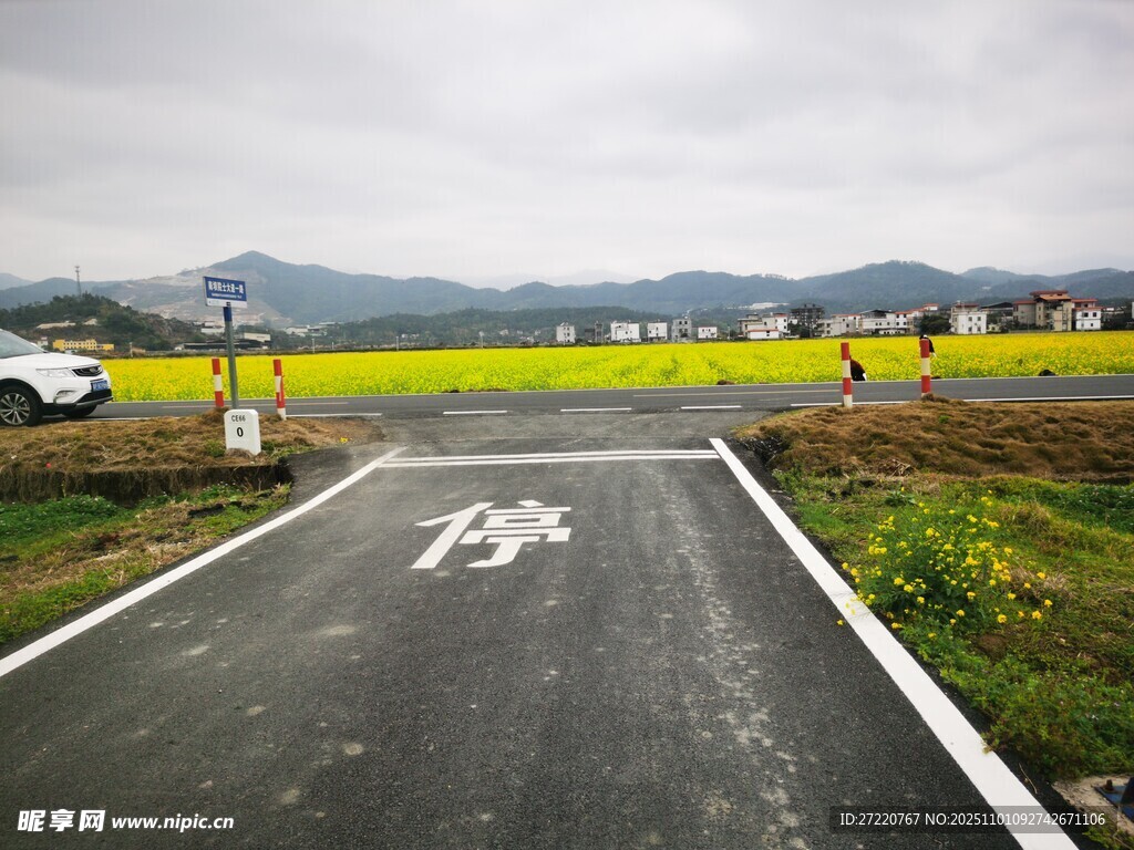 乡村公路边的金黄田野 油菜花