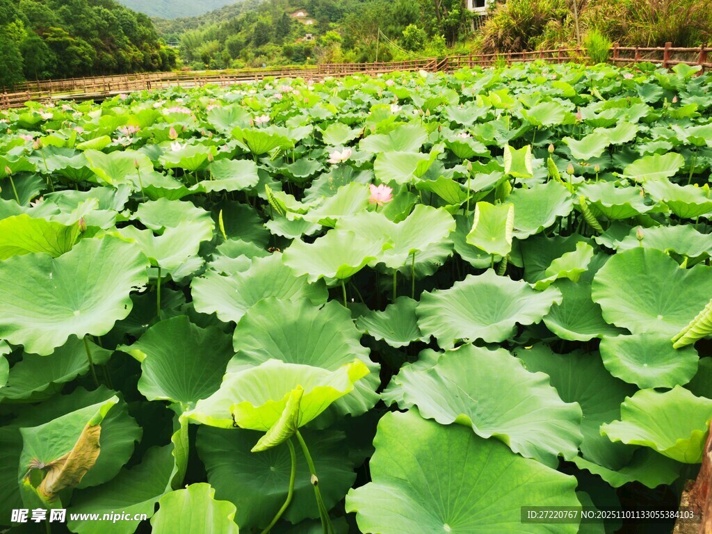 荷塘绿意盎然的荷叶景观