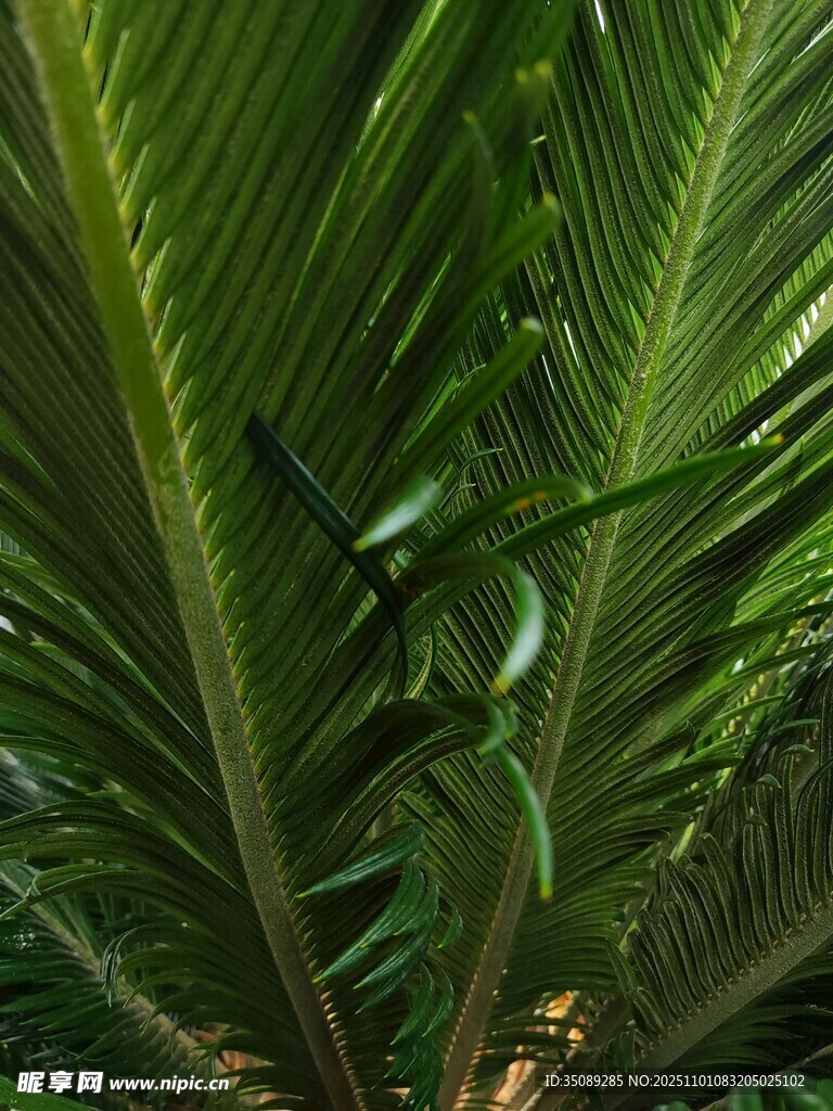 翠绿舒展的羽状棕榈叶