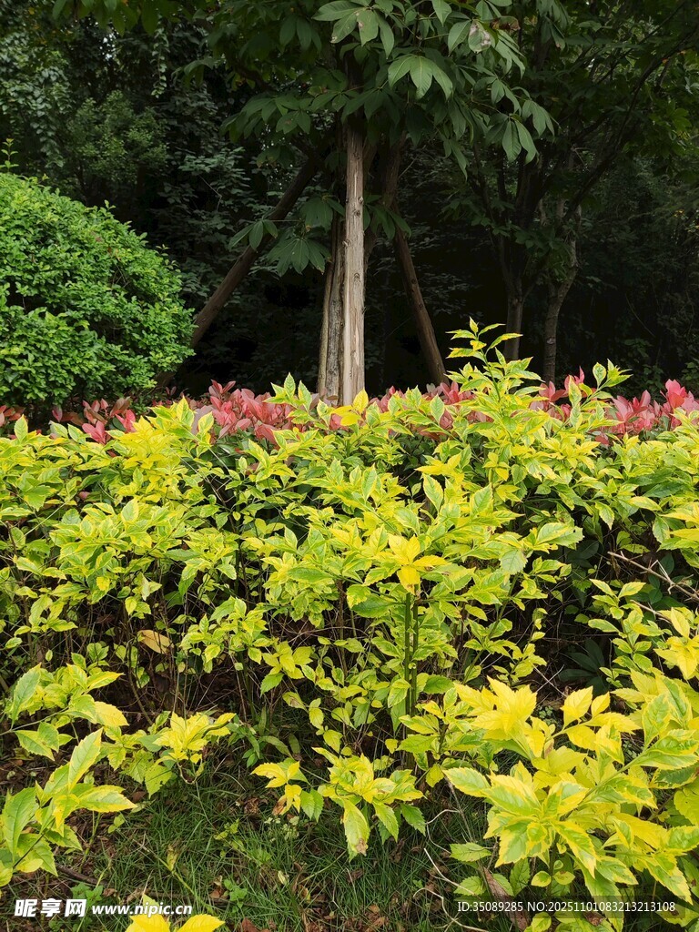 多彩灌木装点绿意景观